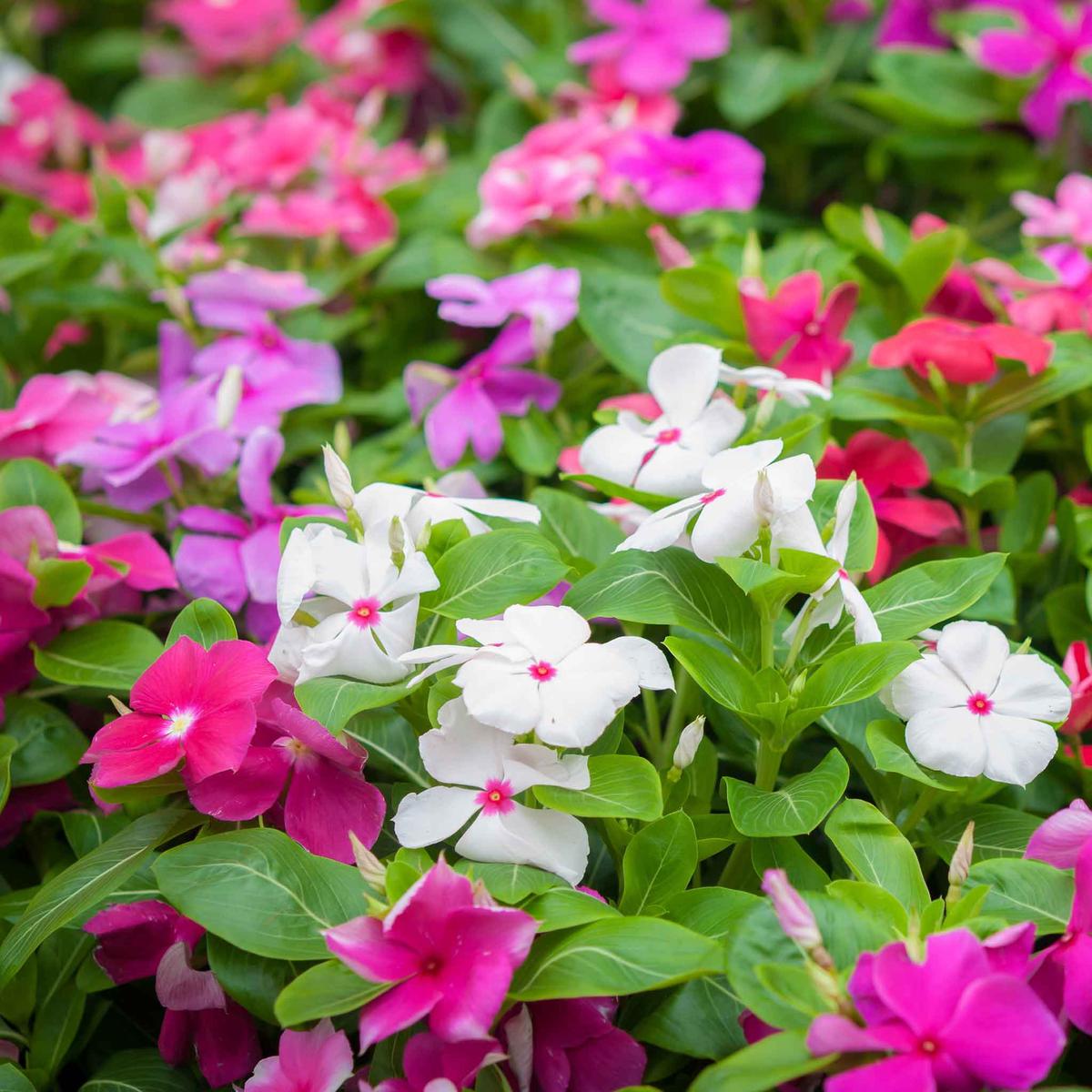 Vinca Seeds - Tall Mix