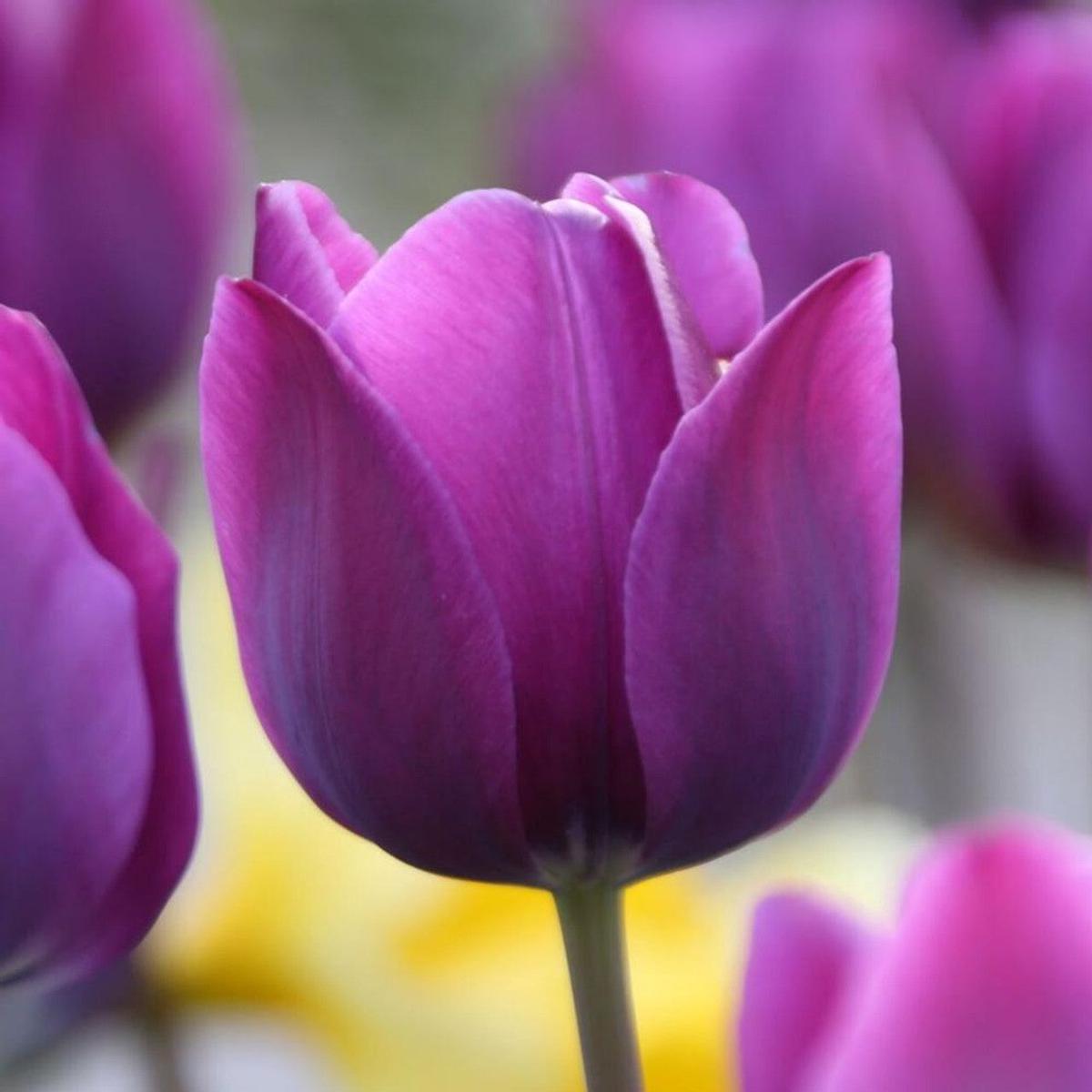 Violet Tulip Seeds for Planting Heirloom, Non-GMO, High Germination Beautiful Garden Flower Seeds