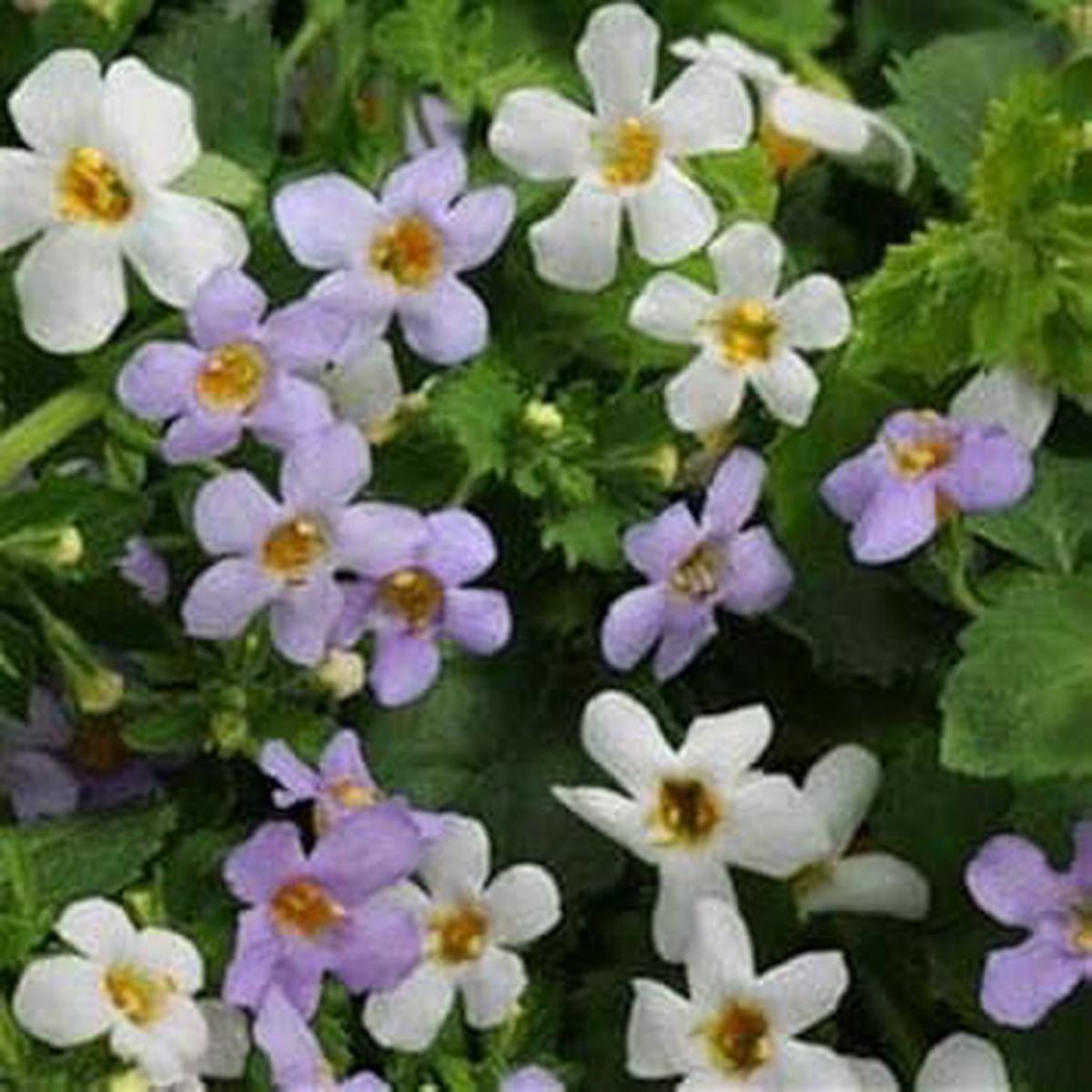 White Bacopa Utopia Flower Seeds for Planting  Heirloom, Non-GMO, Vibrant Colors, High Germination Organic Garden Seeds