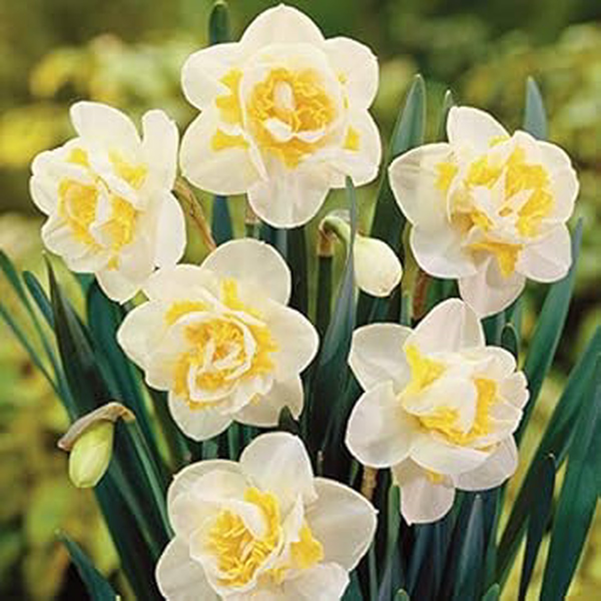 White Yellow Double Narcissus Flower Seeds for Planting Heirloom, Non-GMO, High Germination Garden Seeds