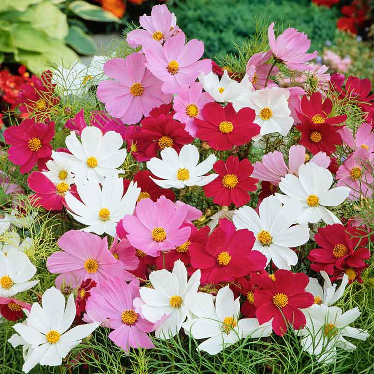 Wild Cosmos Seeds - Sensation Mix