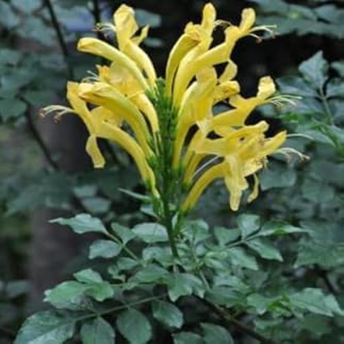 Yellow Cape Honeysuckle Flower seeds for Planting - Colorful Display, Heirloom & GMO Free Seeds for Home Garden