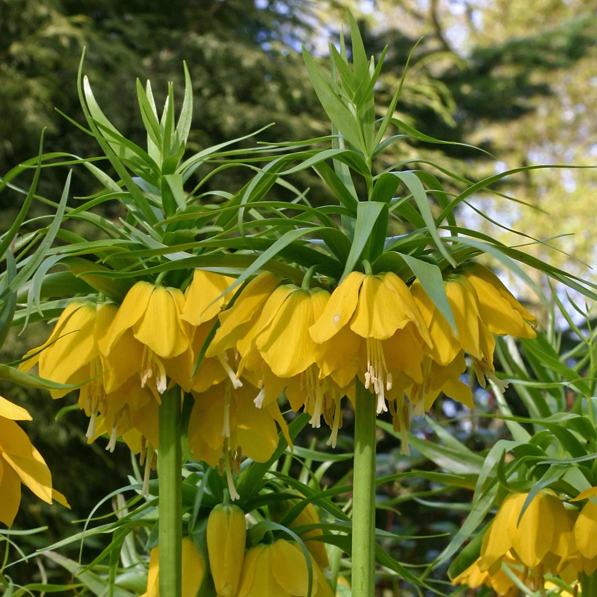 Yellow Fritillaria Imperialis Flower seeds for Planting Premium Quality Heirloom & GMO Free Seeds for Home Garden Sale