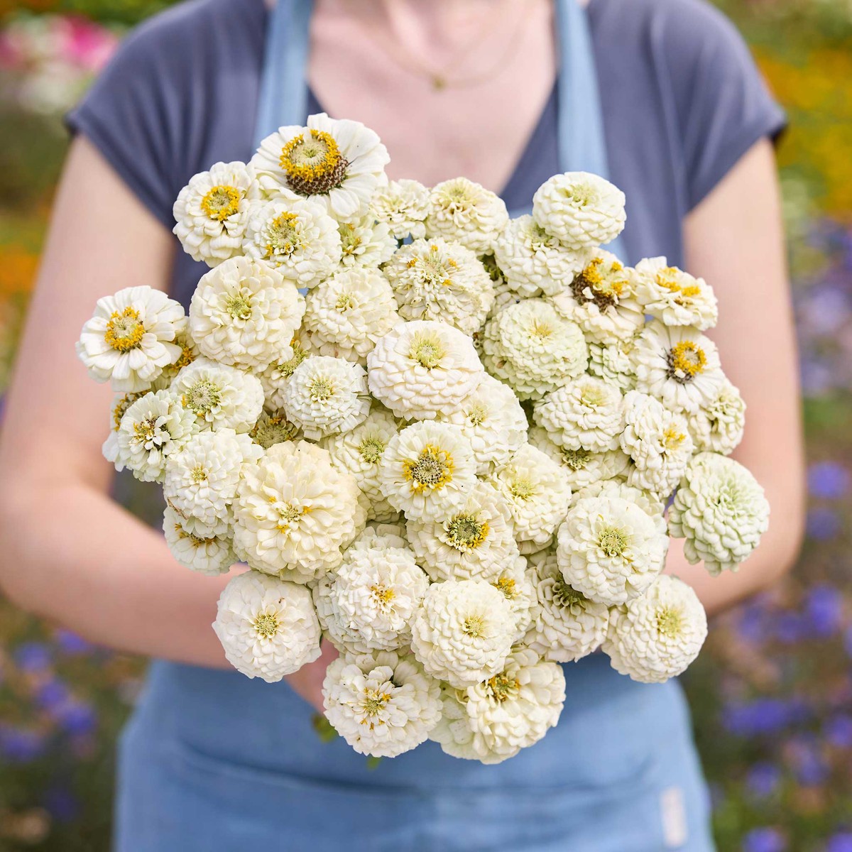 Zinnia Seeds - Oklahoma White
