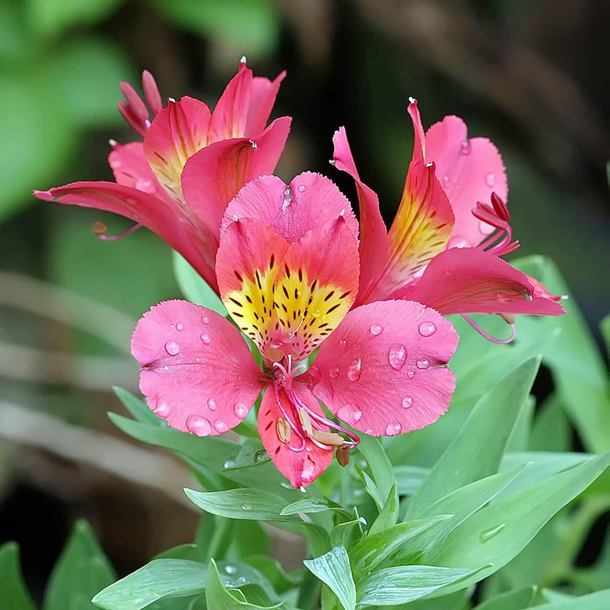 Alstroemeria Seeds - Mixed Colors, Long-Lasting Perennials