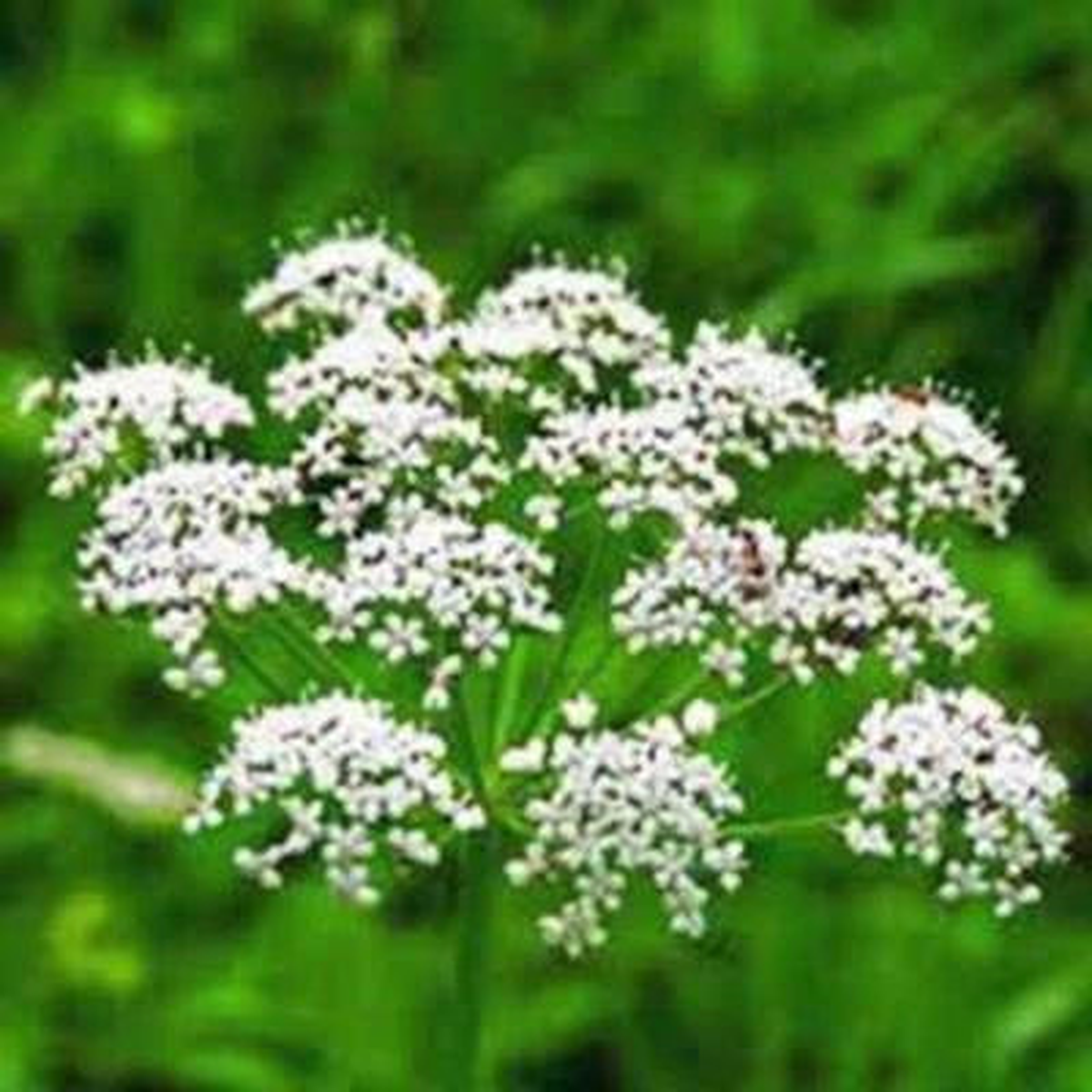 ANISE, HEIRLOOM, SEEDS, SMELLS GREAT, UNIQUE FLAVOR, HERB, SPICE, Non-GMO