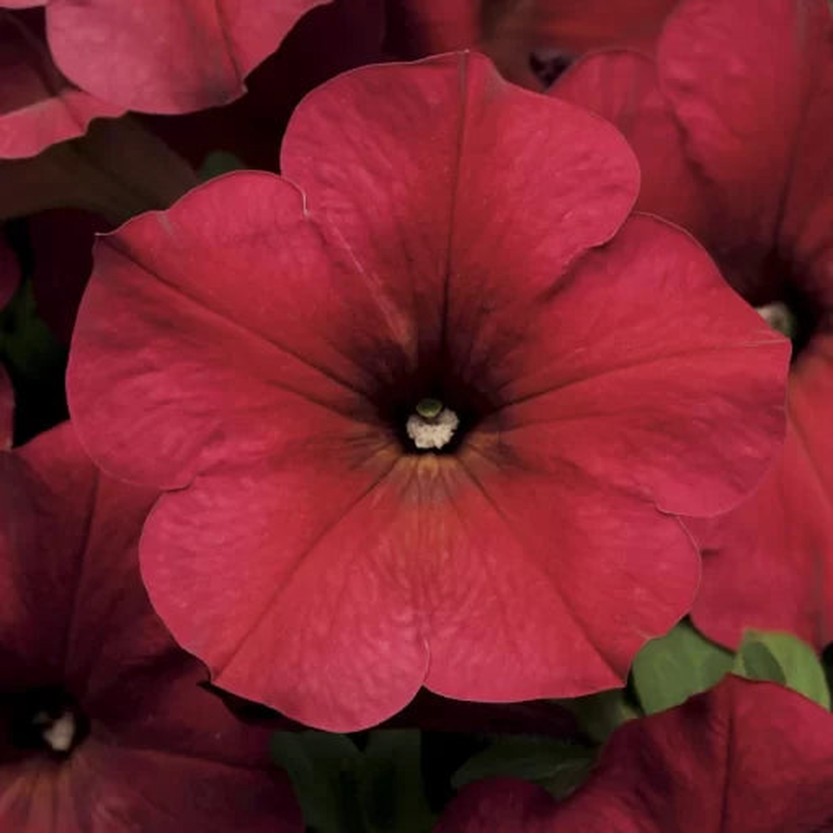 Berry Velour Petunia Seeds | Easy Wave Deep Berry Trailing Petunias  Heirloom, Non-GMO, High Germination Organic Garden Seeds