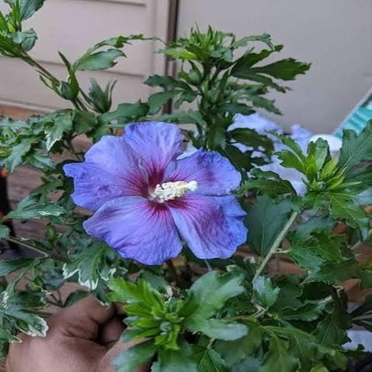 Blue Giant Hibiscus Flower Sky Flower Seeds for Home Garden Planting, Colorful Organic Blooming
