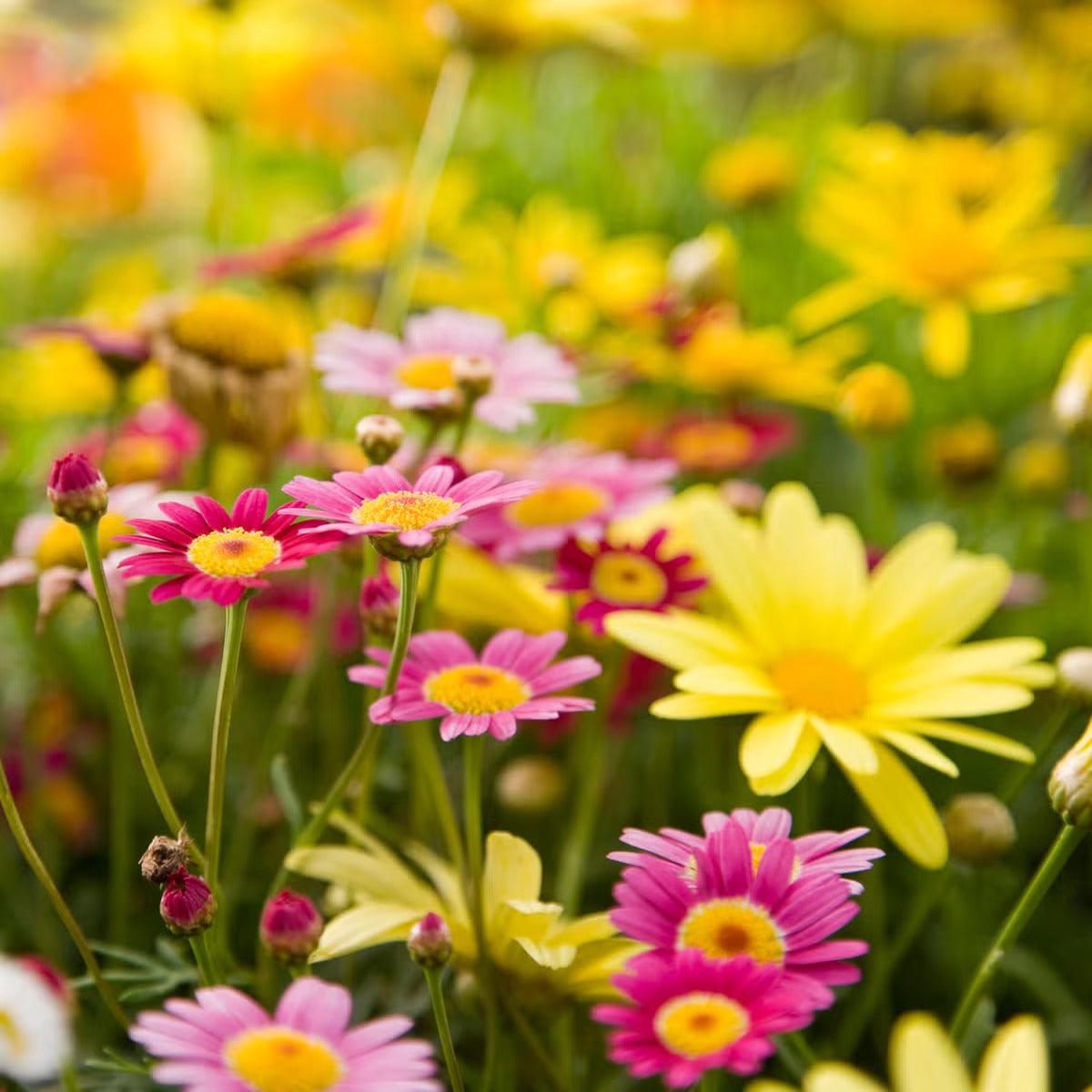 Dassi Mixed Flower Seeds for Planting  Organic, Heirloom, Non-GMO Garden Seeds