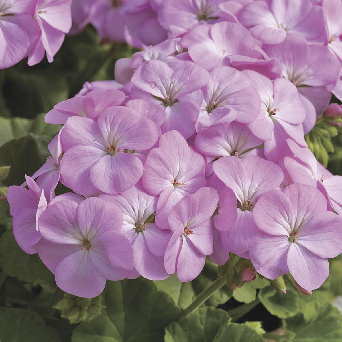 Violet Univalve Geranium Flower Seeds for Planting Perfect for Borders Heirloom & GMO Free Seeds for Home Garden Sale
