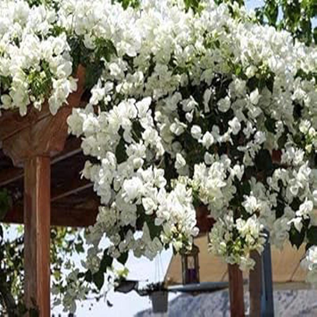 White Bougainvillea Seeds for Planting  Heirloom Non-GMO | High Germination Organic Garden Seeds