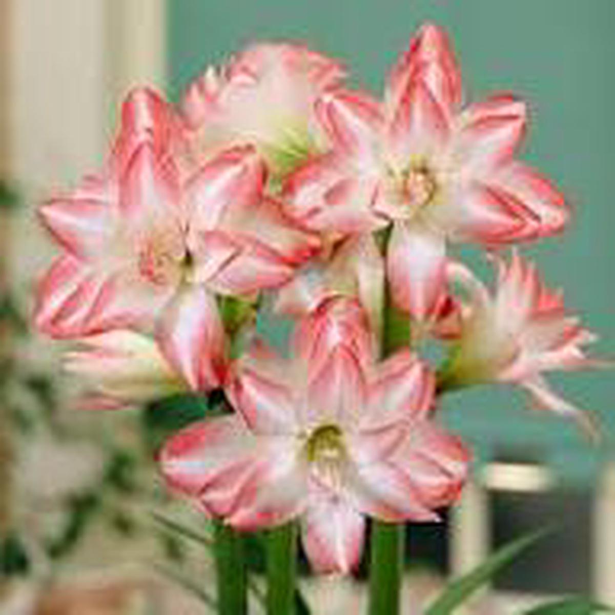 White Orange Amaryllis Flower Seeds for Planting Heirloom, Non-GMO, High Germination Organic Garden Seeds