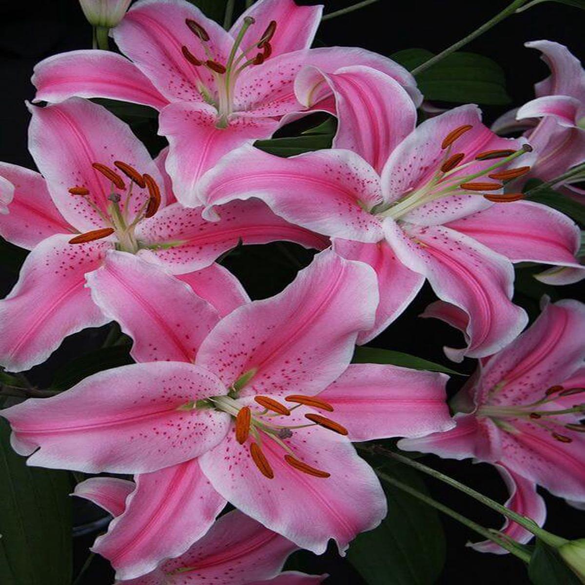 White Pink Lilium Flower Seeds for Planting Heirloom Non-GMO High Germination
