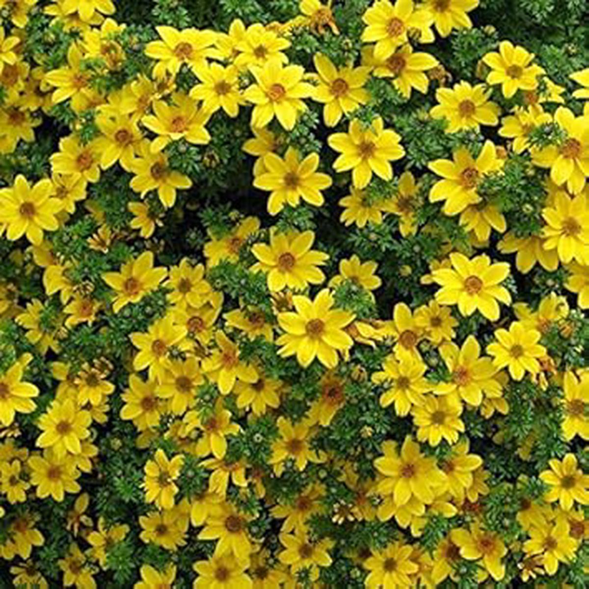 Yellow Bidens Flower seeds for Planting - Low Maintenance, Heirloom & GMO Free Seeds for Home Garden