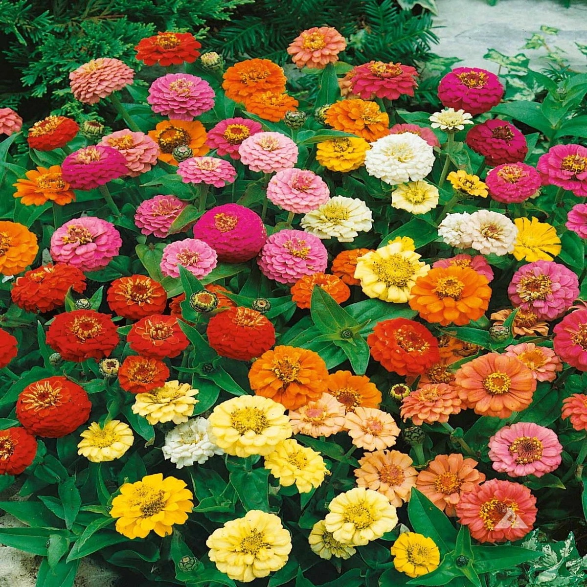 Zinnia THUMBELINA MIX DWARF Butterflies Hummingbirds AAS WINNER Seeds Heirloom, Non-GMO, High Germination Organic Garden Seeds