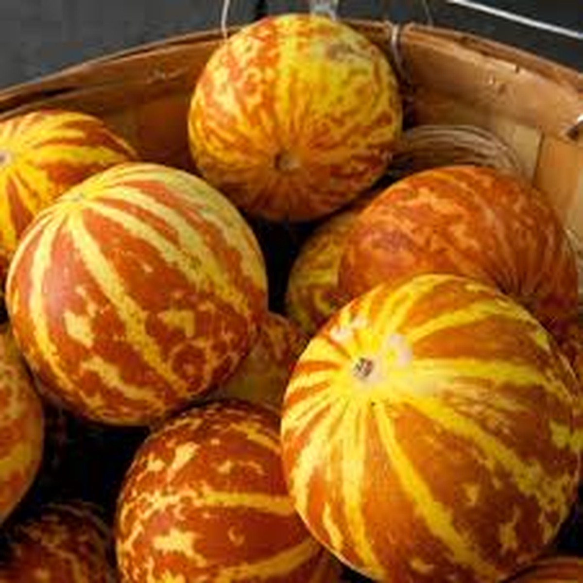 10 Seeds Tigger Melon (Cucumis melo) Unique Heirloom Melon with Striking Stripes and Sweet Fragrant Flesh