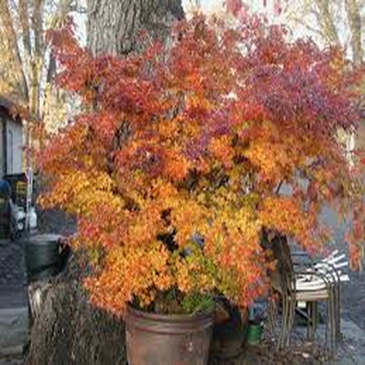 20 Trident Maple Tree Seeds Acer buergerianum, Hardy Bonsai & Fall Colors