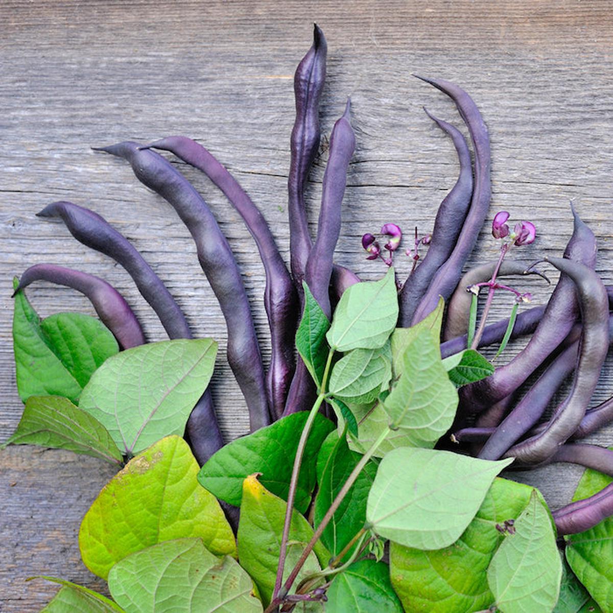 Bean (Bush), Blooming Prairie (Organically Grown Seeds)
