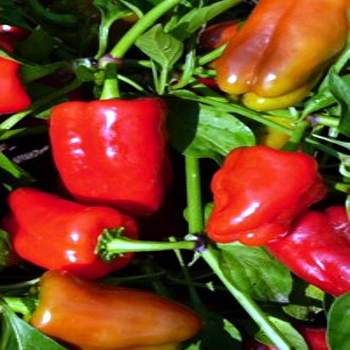 Cajun Belle Pepper 20 Seeds -AAS Vegetable Award Winner