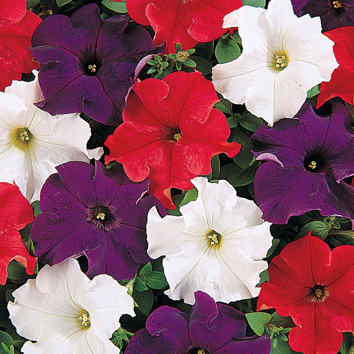 Dreams Patriot Mix Petunia Seeds