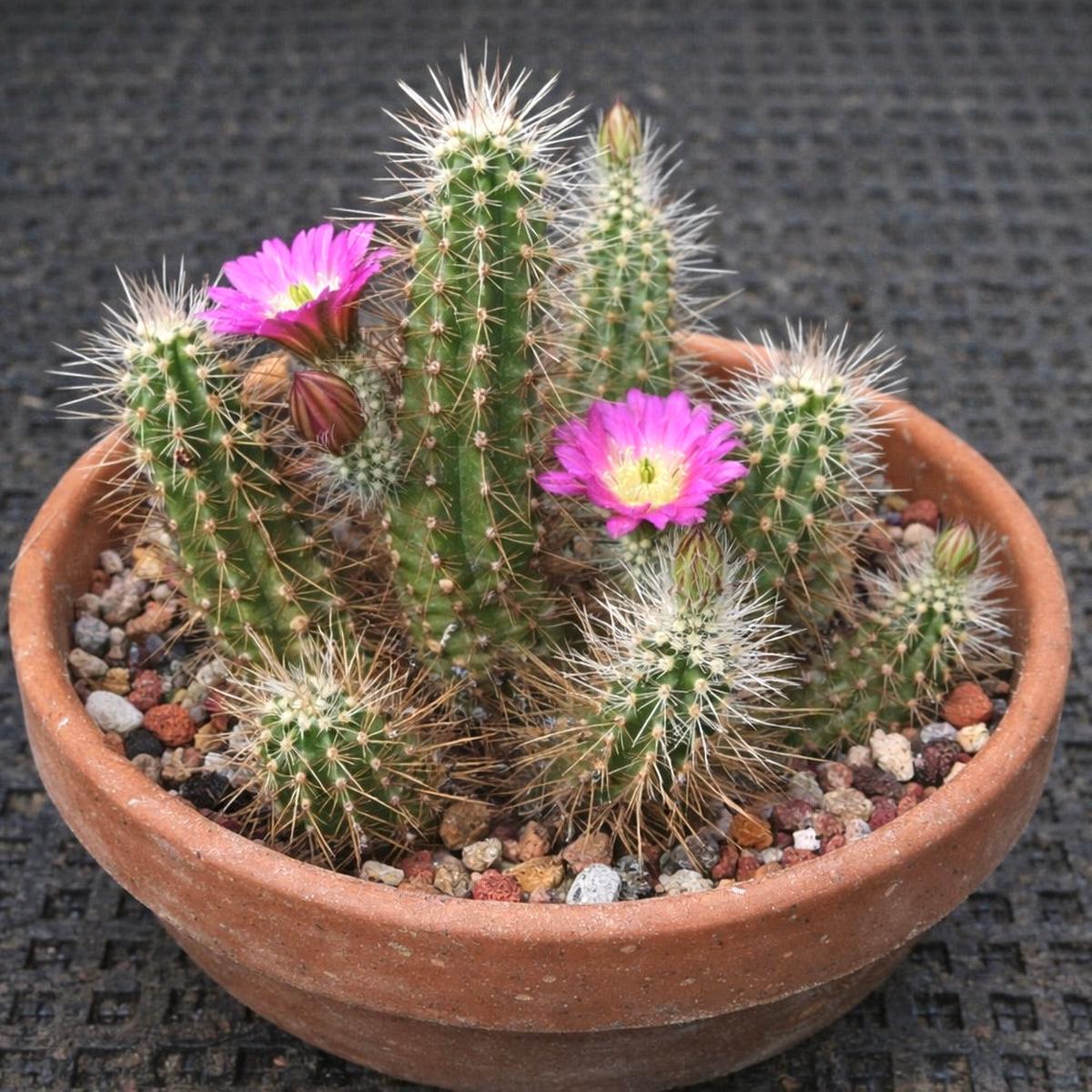 Echinocereus parkeri ssp. gonzalezii SEEDS