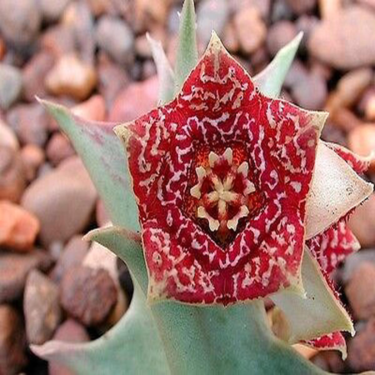 Orbea carnosa subsp. keithii SEEDS