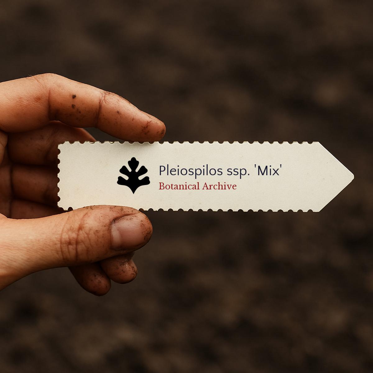 Pleiospilos ssp. 'Mix' SEEDS