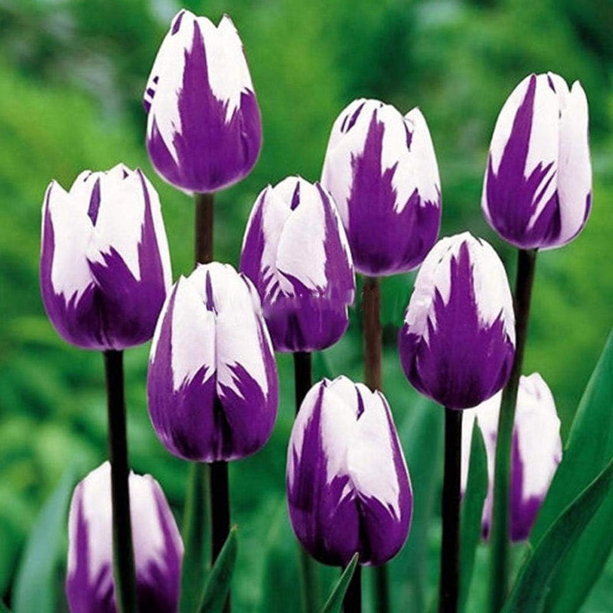 White Purple Tulip Flower seeds for Planting - Seasonal Bloomer, Heirloom & GMO Free Seeds for Home Garden