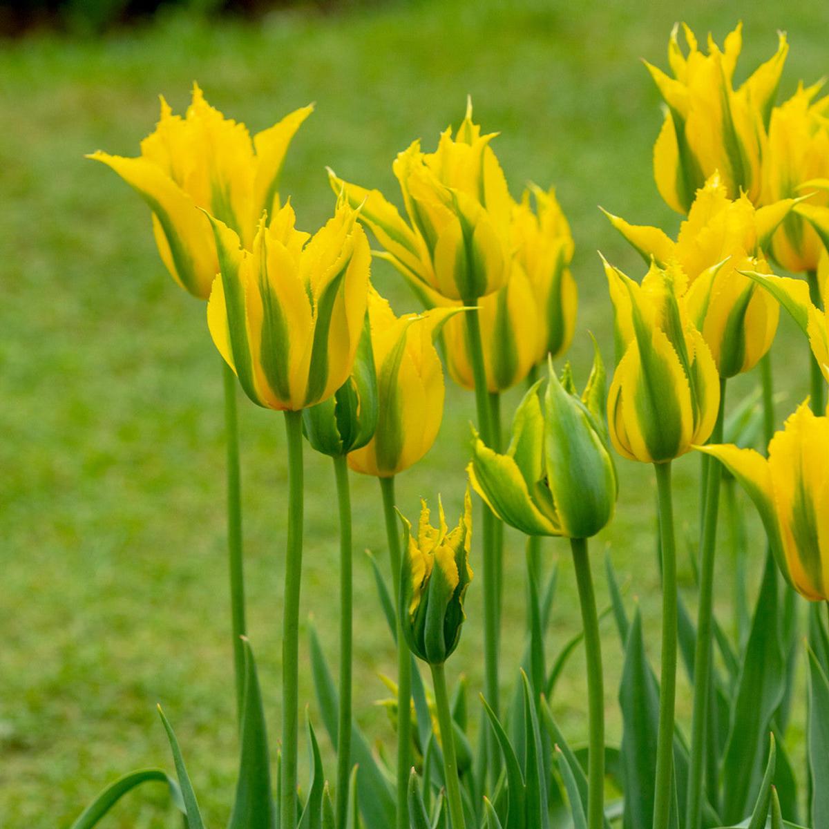 Yellow Green Tulip Flower Seeds  Heirloom Non-GMO Bulb Seeds for Planting