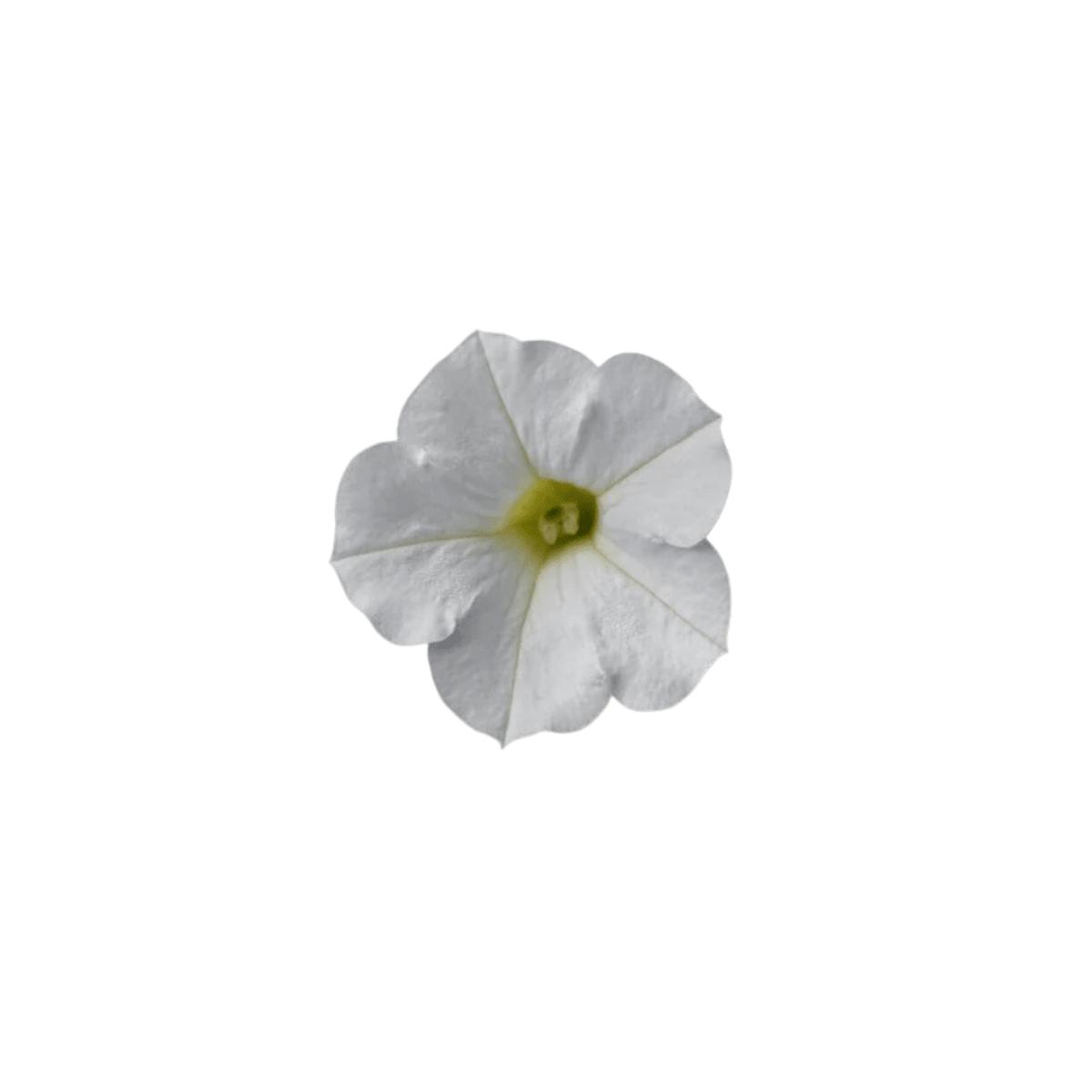 White Hybrid Shock Wave Petunia Seeds | OSC Seeds