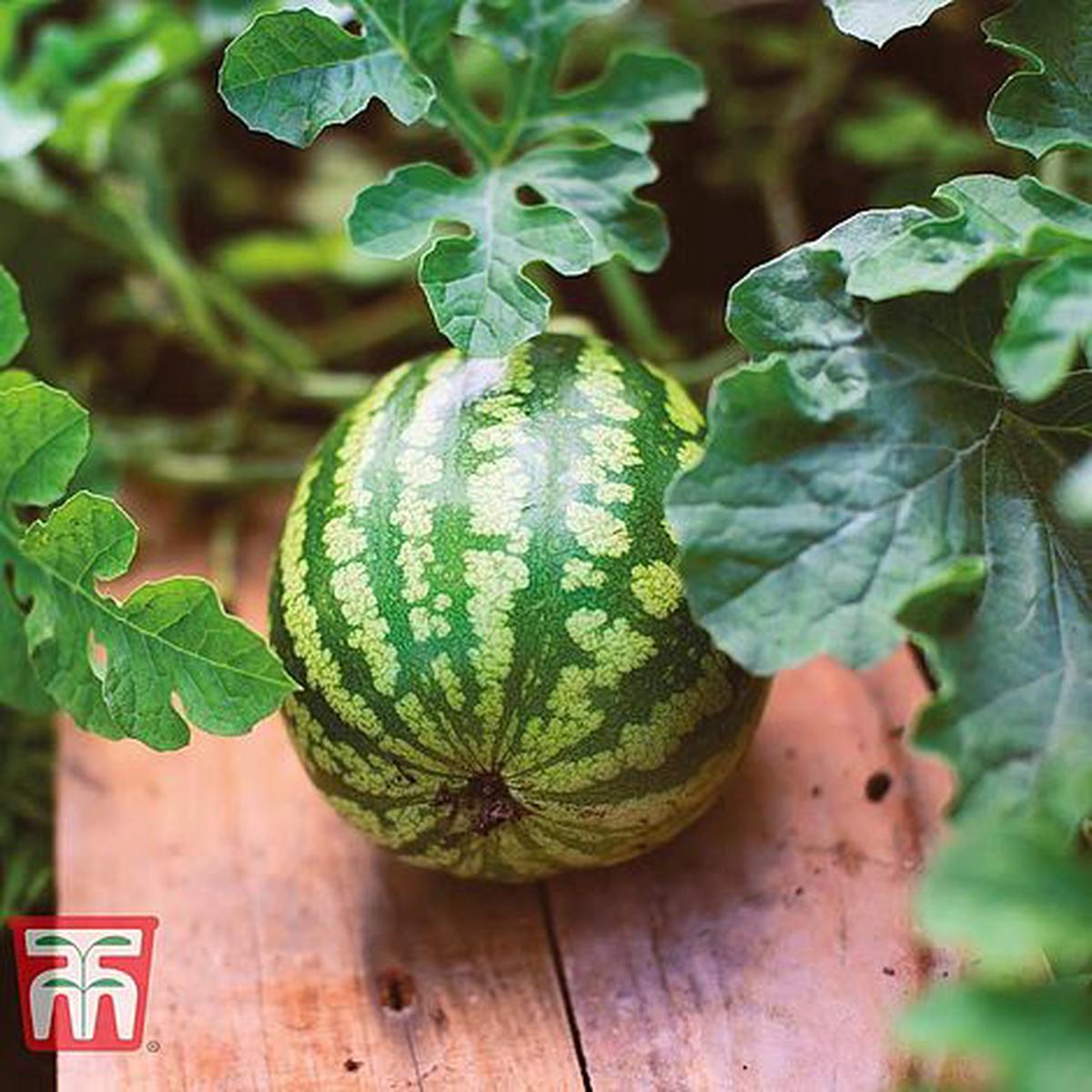 Watermelon Mini Love F1 Hybrid