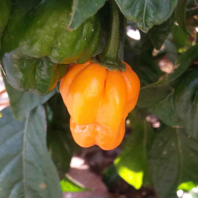 10 Organic Scotch Bonnet Hot Pepper Vegetable Seeds