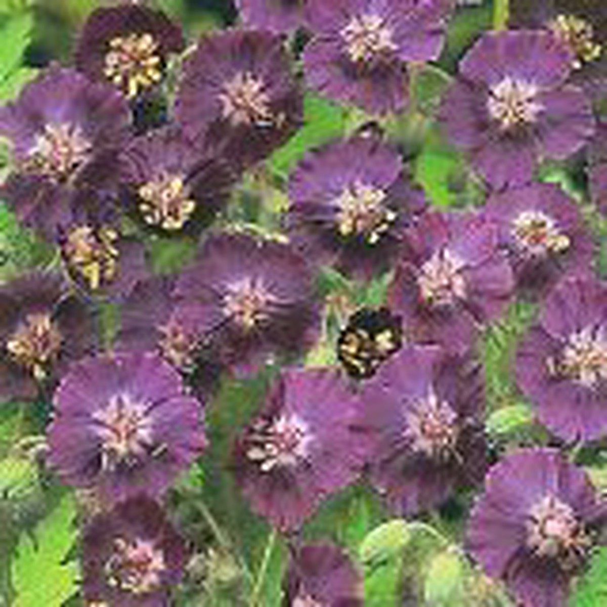 Widow Perennial Geranium 15 Seeds