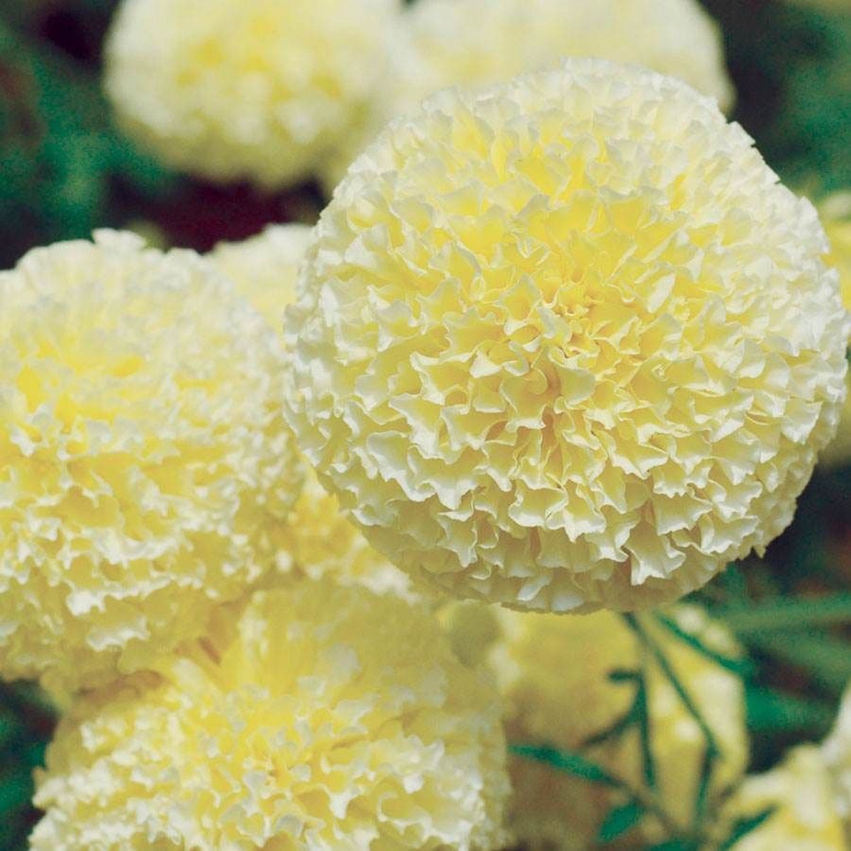 White Swan Marigold Seeds