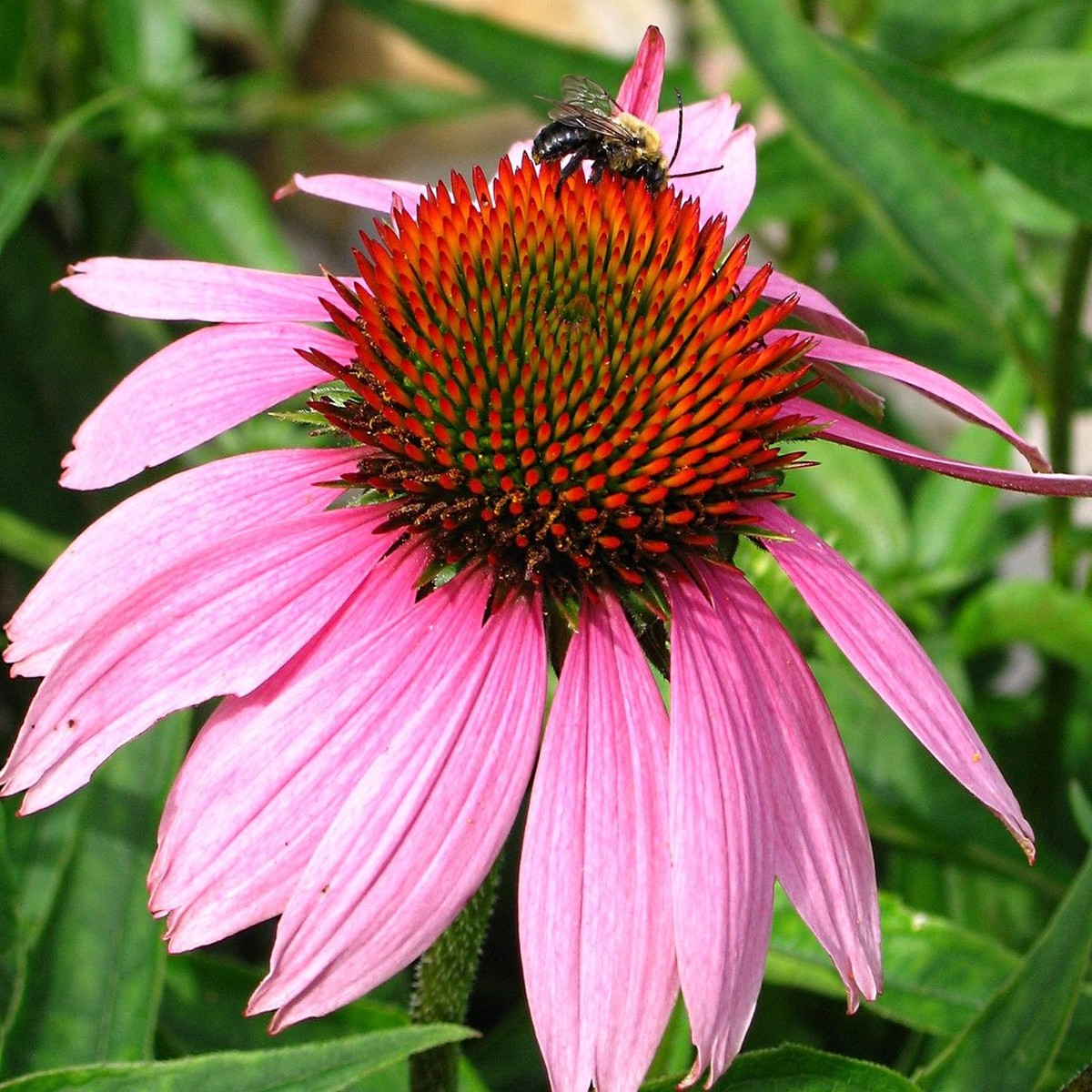 200+ Bright Pink Coneflower Daisy Seeds Vibrant Perennial Blooms for Garden Planting, Pollinator-Friendly Echinacea USA