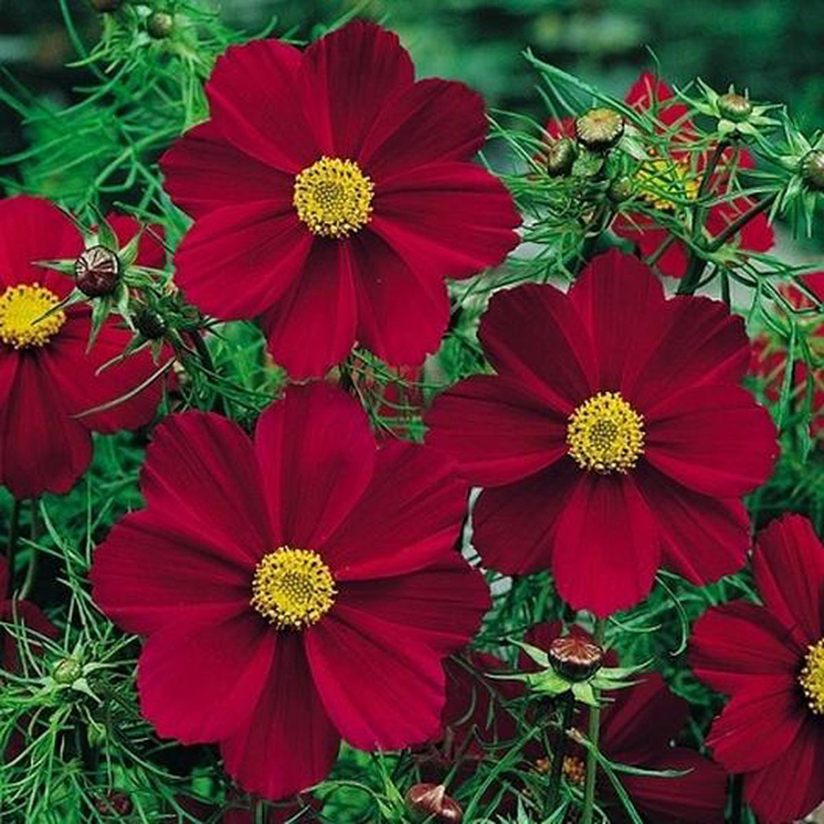 Versailles Tetra Red Cosmos
