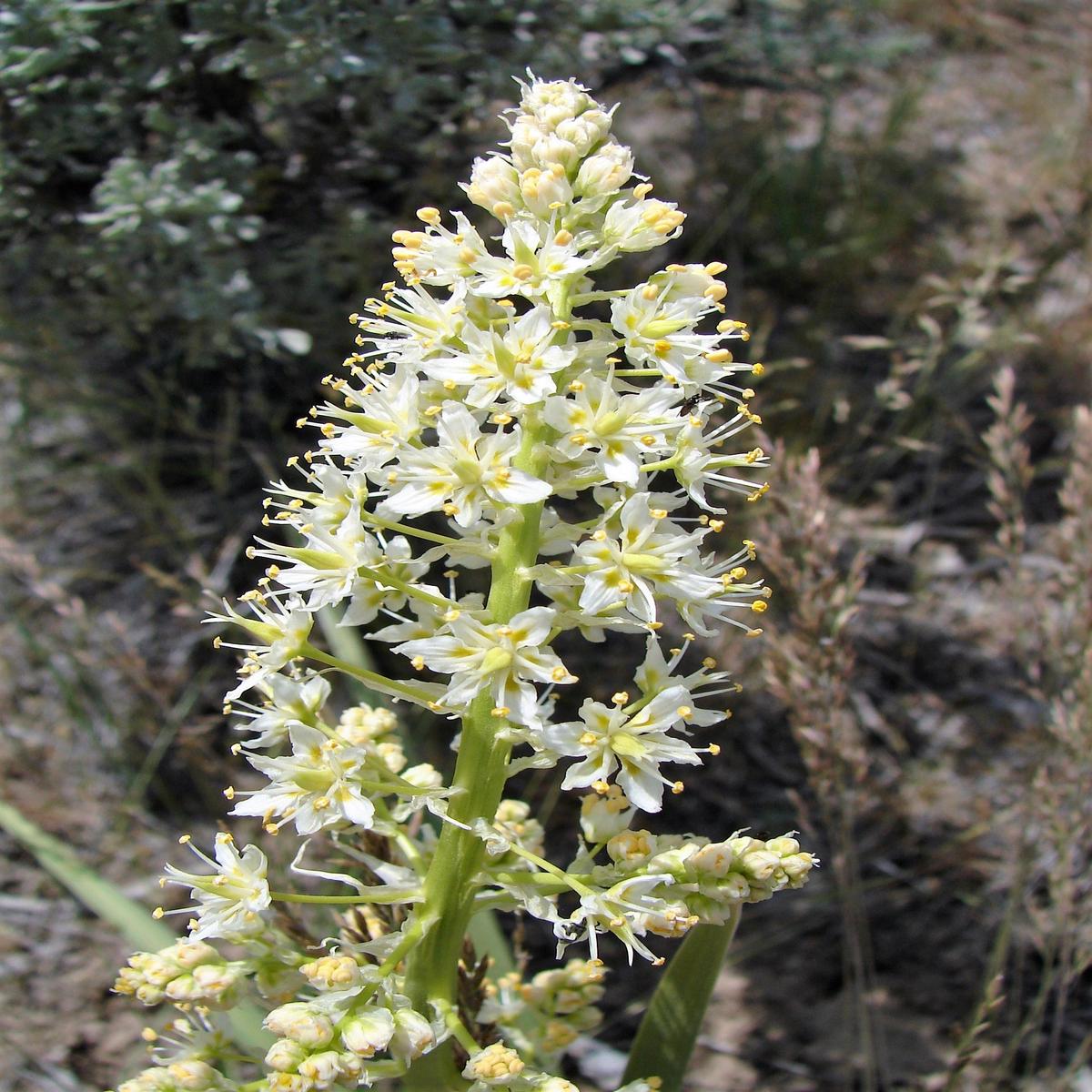 100 WHITE CAMAS Anticlea Elegans Zigadenus Camass Alkali Native Flower Seeds