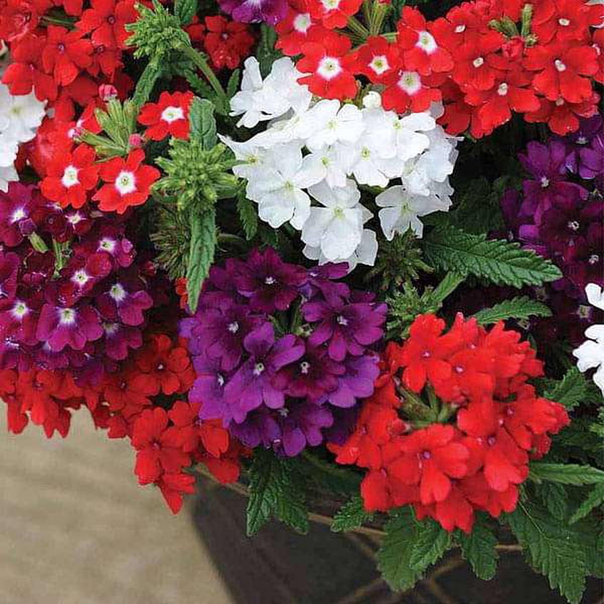 Verbena Quartz Mixed Color - Flower Seeds - Default Title
