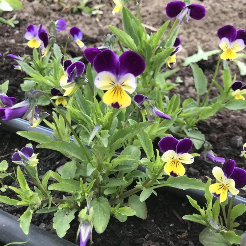 Viola Johnny Jump Up - Saanich Organics