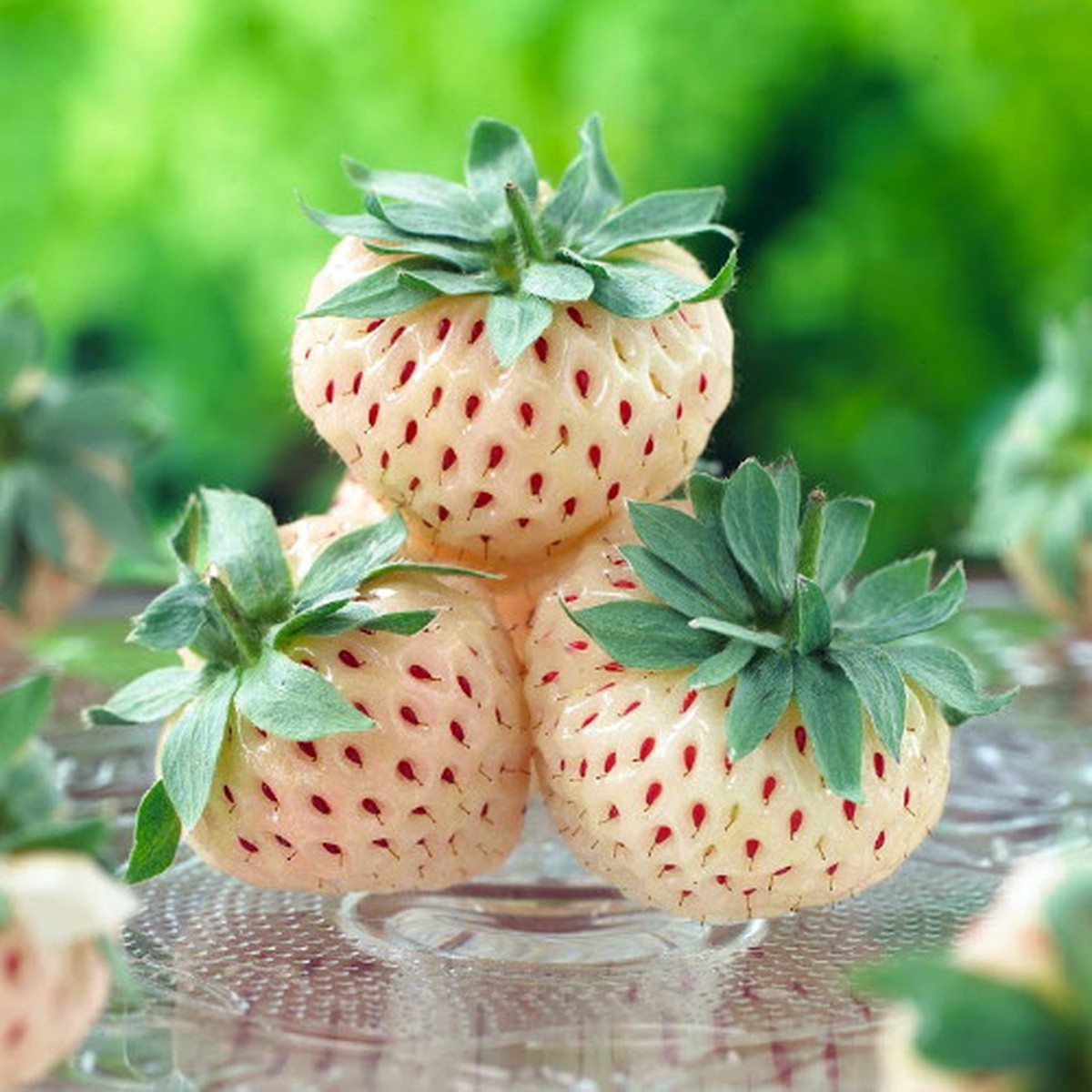 White Soul Alpine Strawberry 30 Seeds - Fragaria