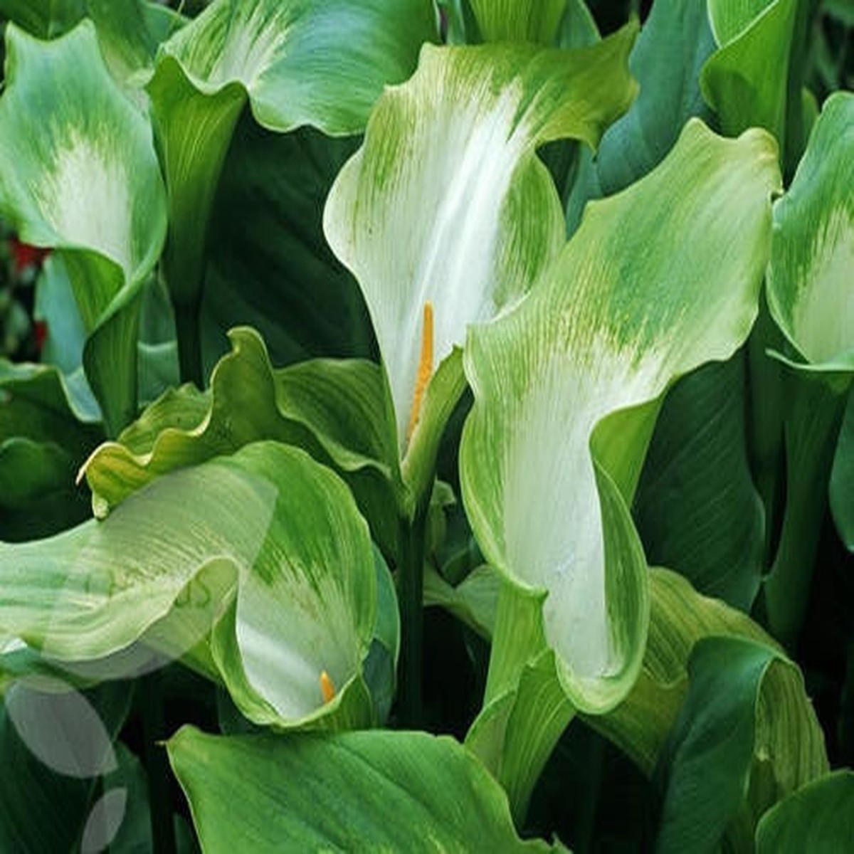 Zantedeschia Aethiopica Green Goddess - Indigenous South African Bulb - 5 Seeds