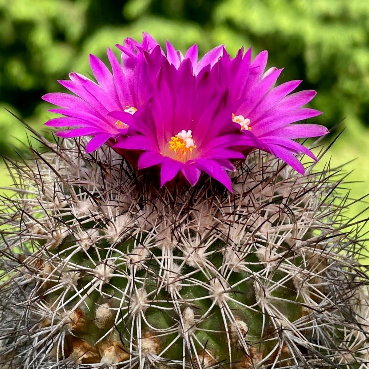 Turbinicarpus horripilus SEEDS