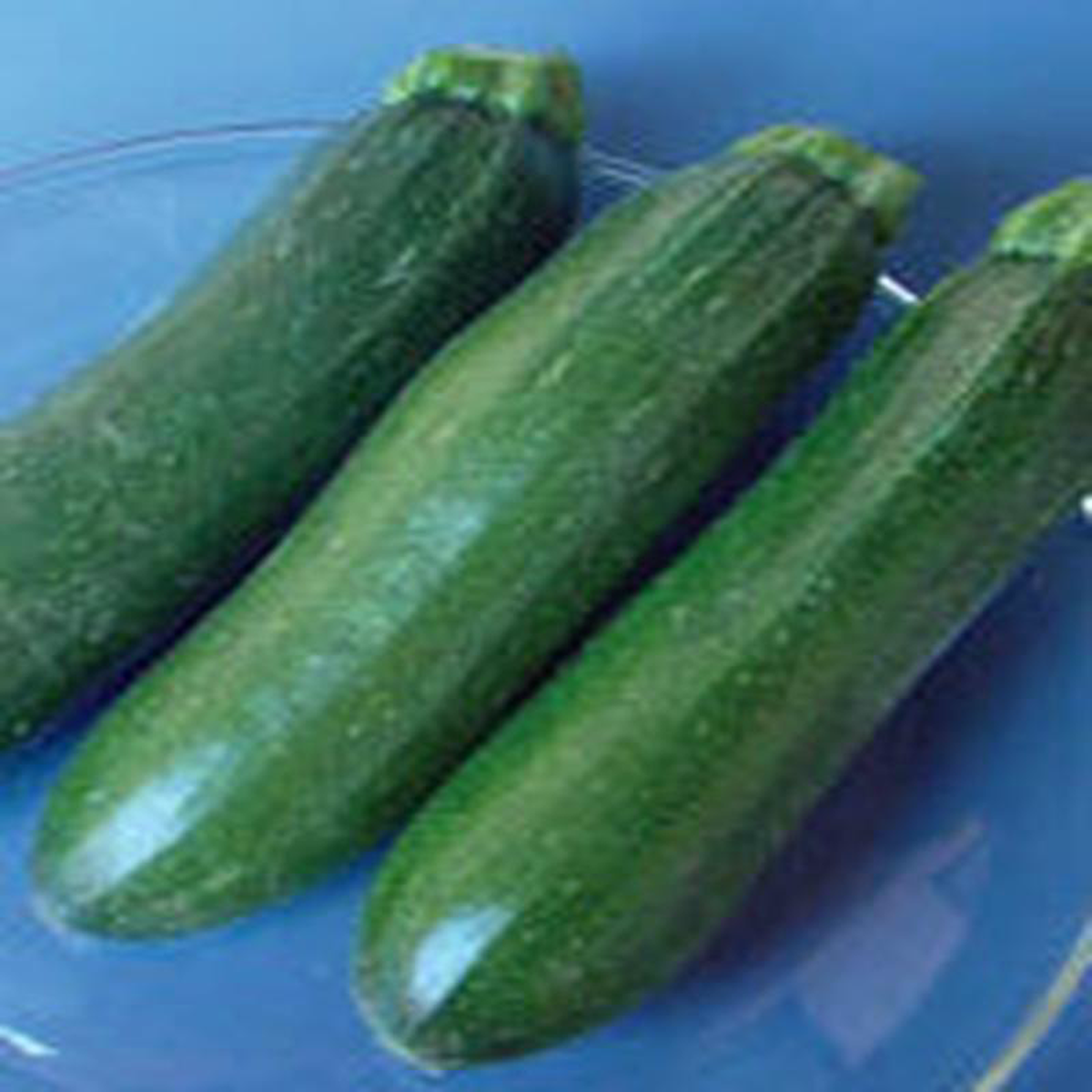Zucchini Squash Dark Green 8211 Ontario Seed Company