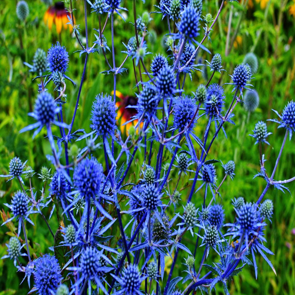 25 BLUE Star SEA HOLLY Eryngium Alpinum Flower Seeds