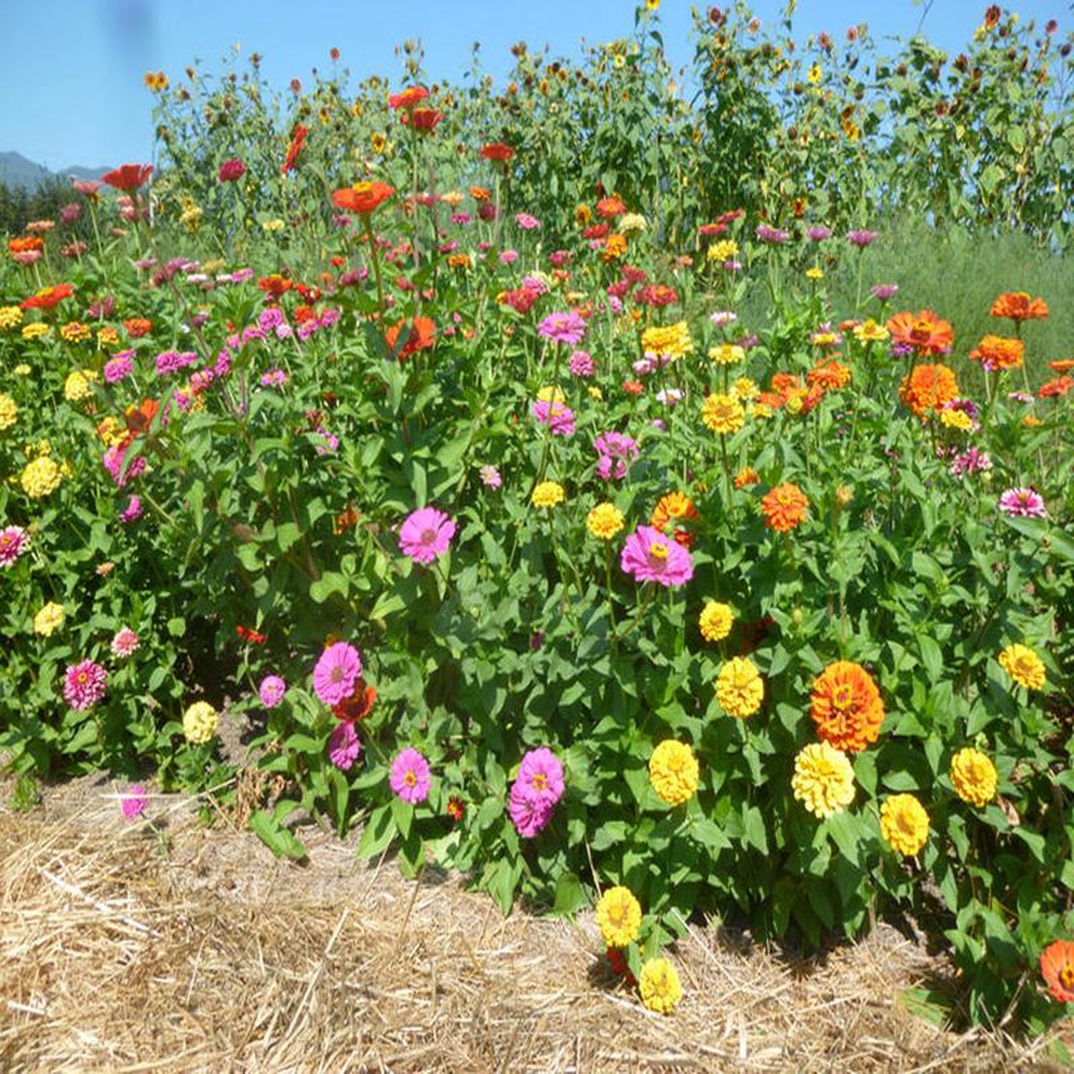 Zinnia Akasha Mix 8211 Salt Spring Seeds