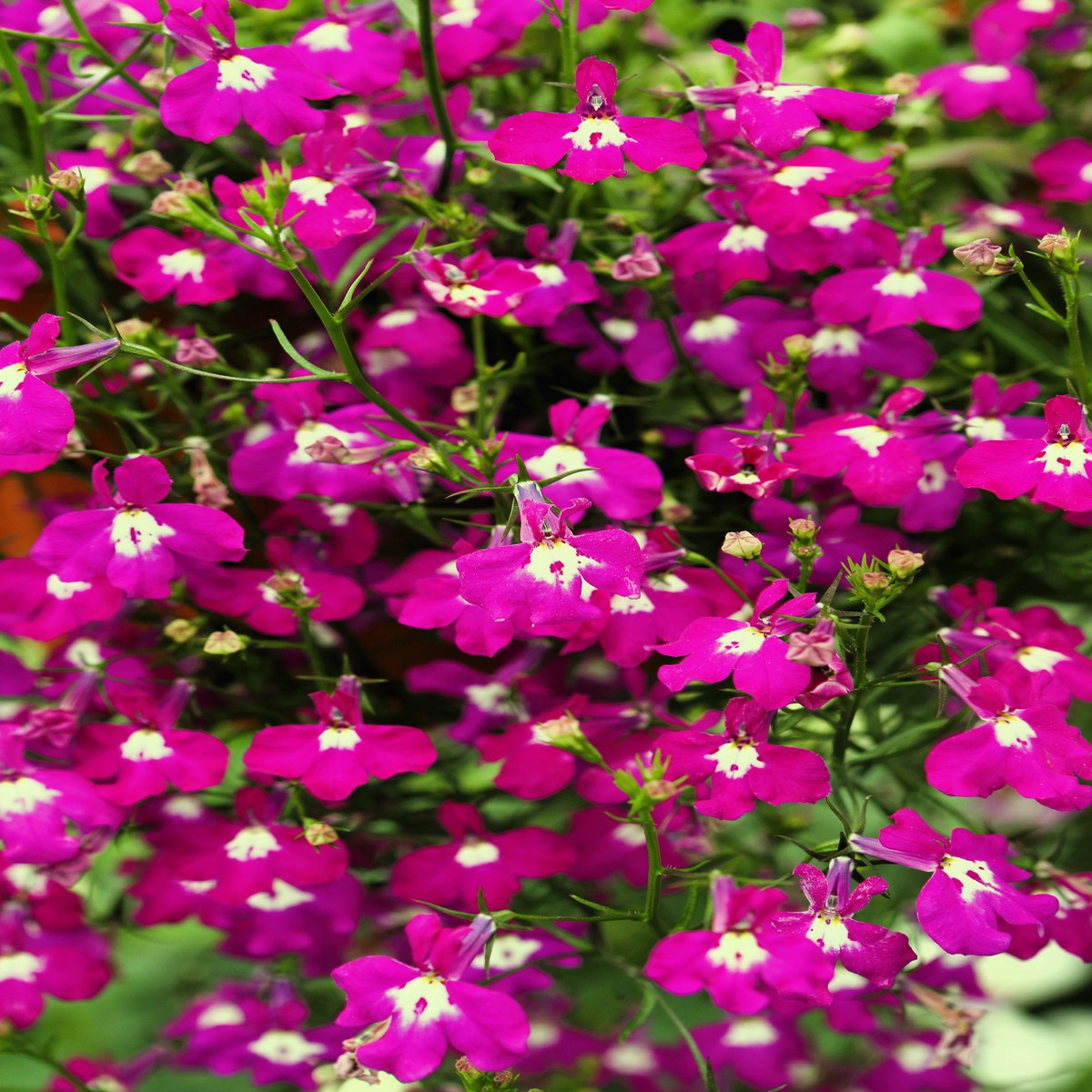 200 Red CRIMSON FOUNTAIN LOBELIA Erinus Trailing Flower Seeds