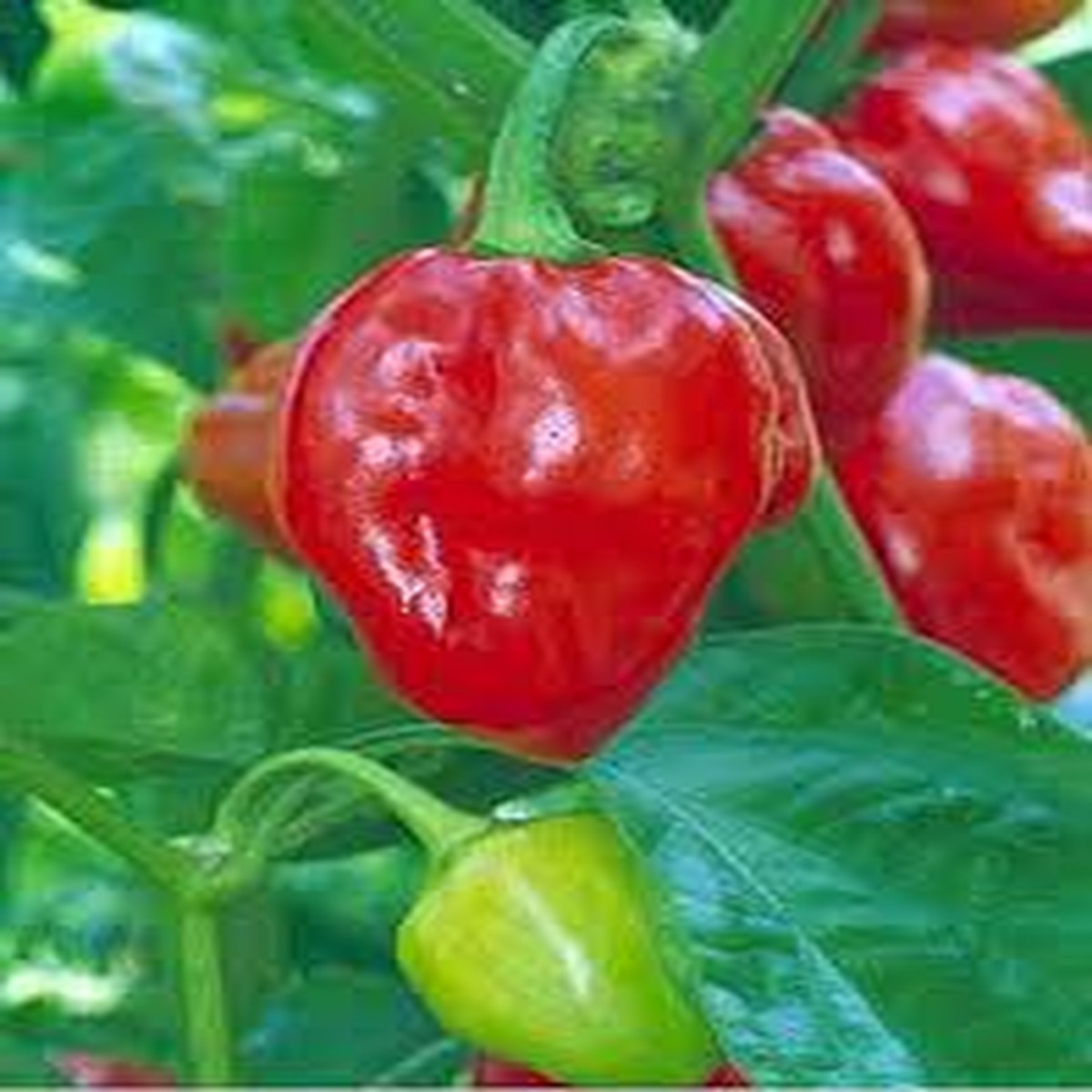 25 Caribbean Red Habanero Pepper Seeds Capsicum chinense Extra Hot & Fruity, High-Yielding