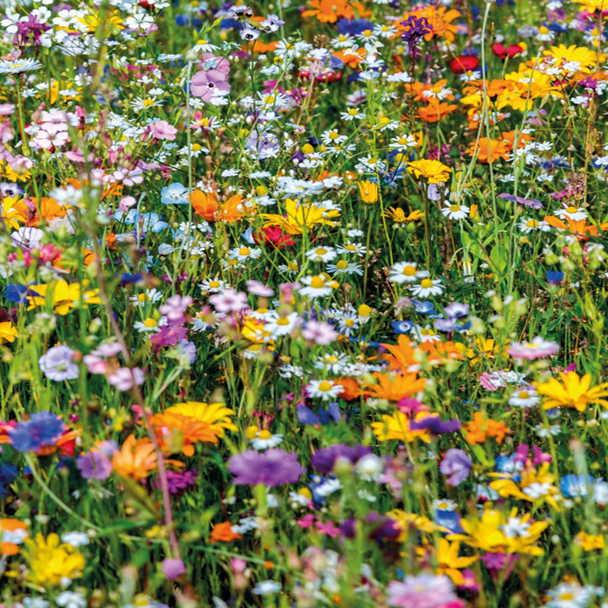 Wildflower Beneficial Bug Mix - Mr. Fothergill's Seeds