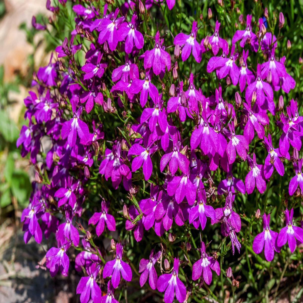 200 ROSAMOND LOBELIA Erinus Carmine Red & White Flower Seeds