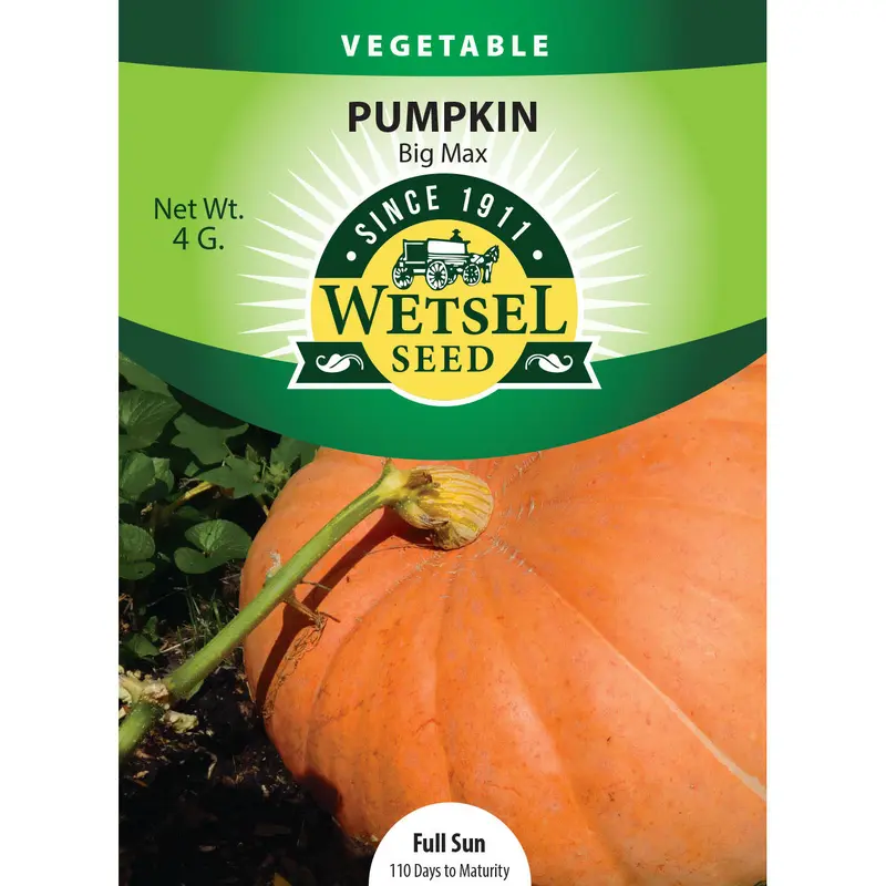 Wetsel Seed Pumpkin Big Max Seed